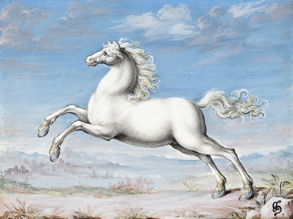 White Horse, Joris Hoefnagel
