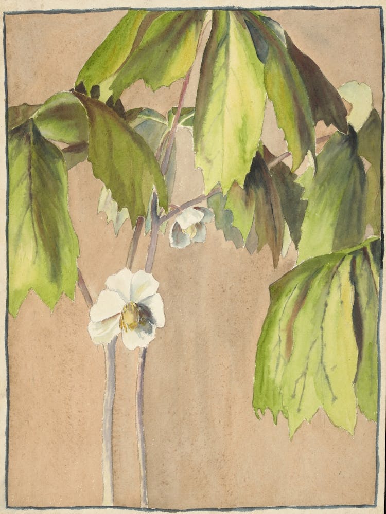 Maiapfel (Um 1915)