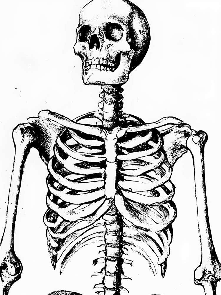 Skeleton 17