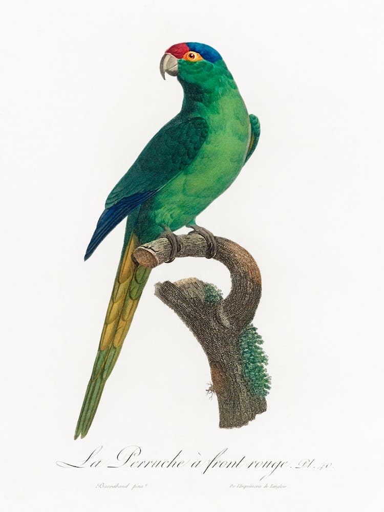 The Red Crowned Parakeet From Natural History Of Parrots, Francois Levaillant