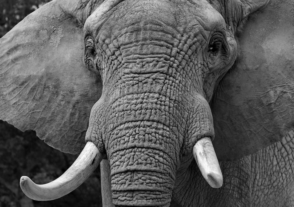 Elephants Head