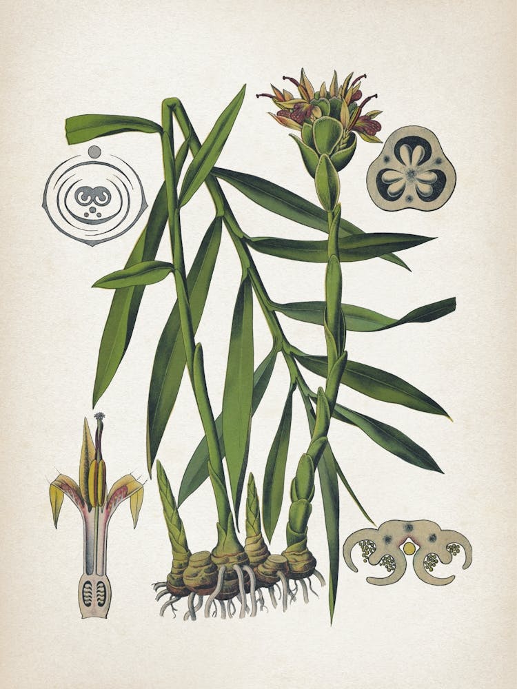 Vintage Bollmann 5 Ingwer