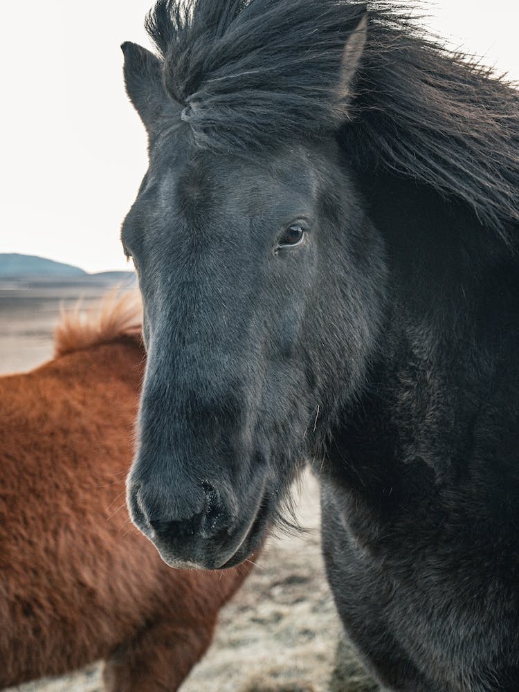 Cheval Noir En Islande 1