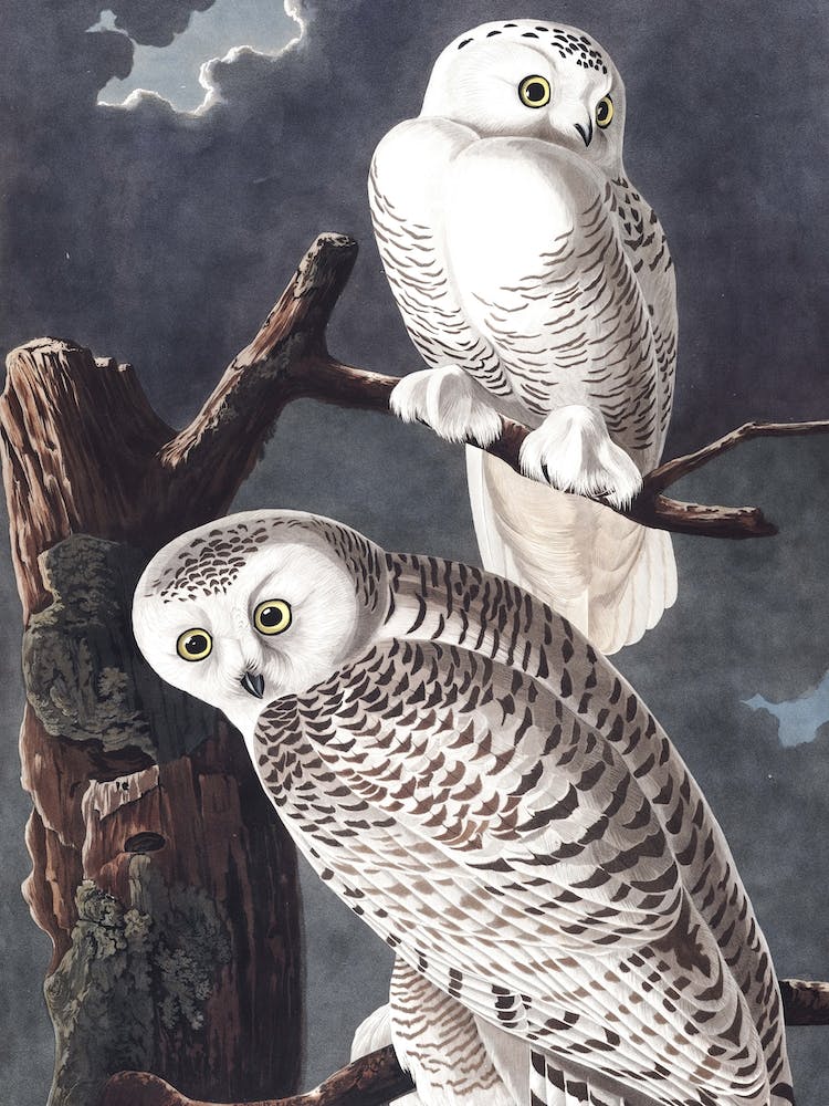 Snowy Owl