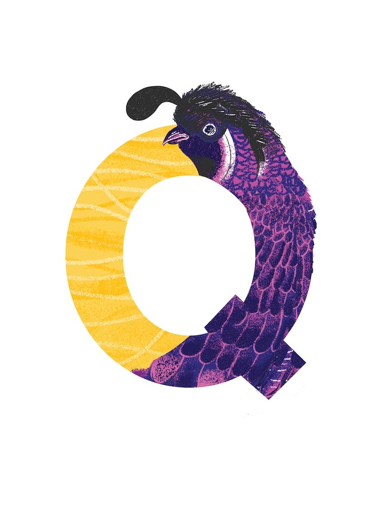 Q Is For Quail 