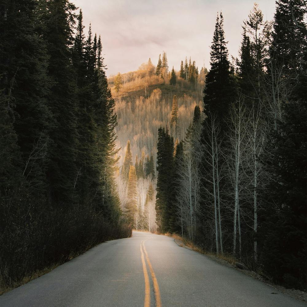 Moody Forest Highway