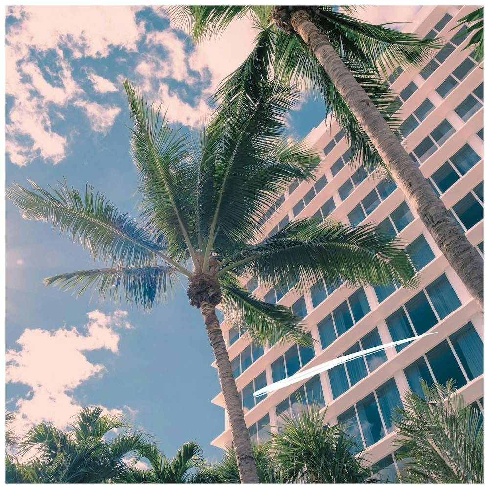 Palm Trees In The Sky 1