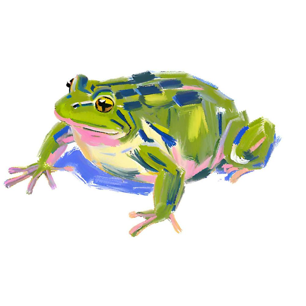 Amerikanischer Ochsenfrosch 01