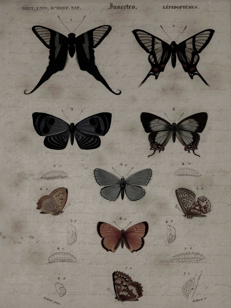 Butterflies Of The World