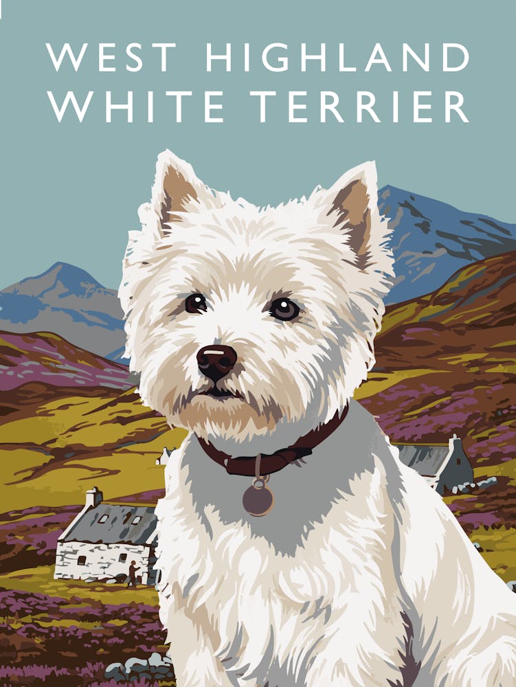 West Highland White Terrier (Westie)