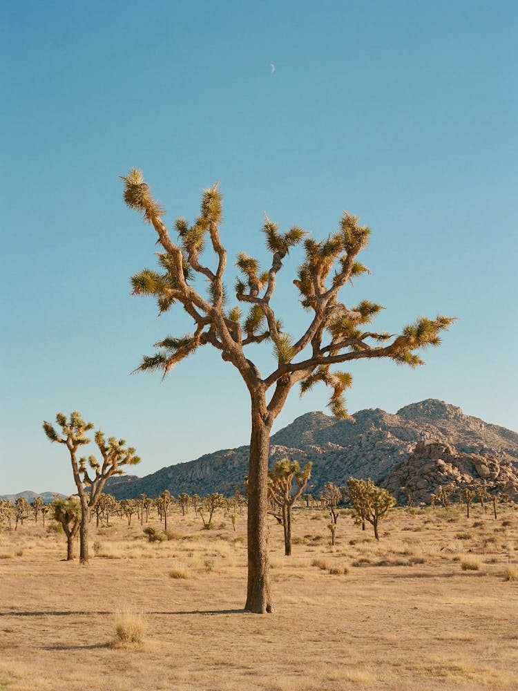 Joshua Tree Moon IV on Film