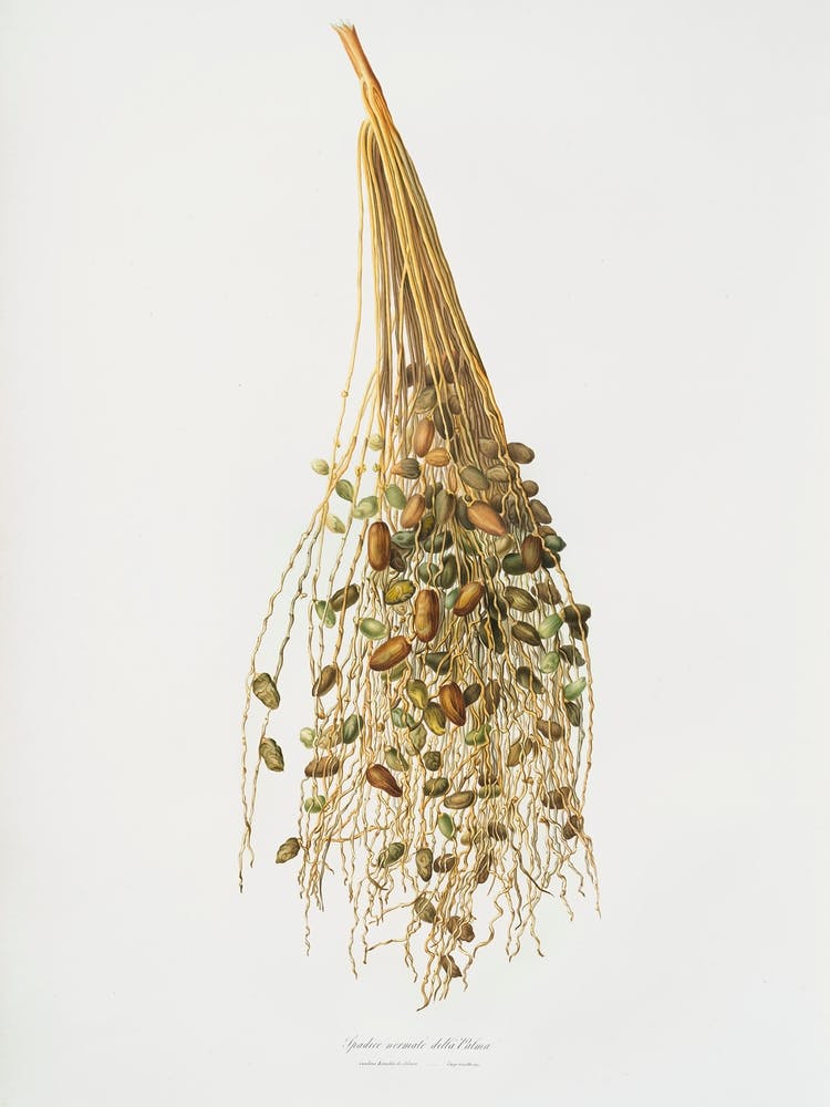 Normaler Blütenstand der Palme (Phoenix Dactylifera) Aus Pomona Italiana (1817 1839) (2), Giorgio Gallesio