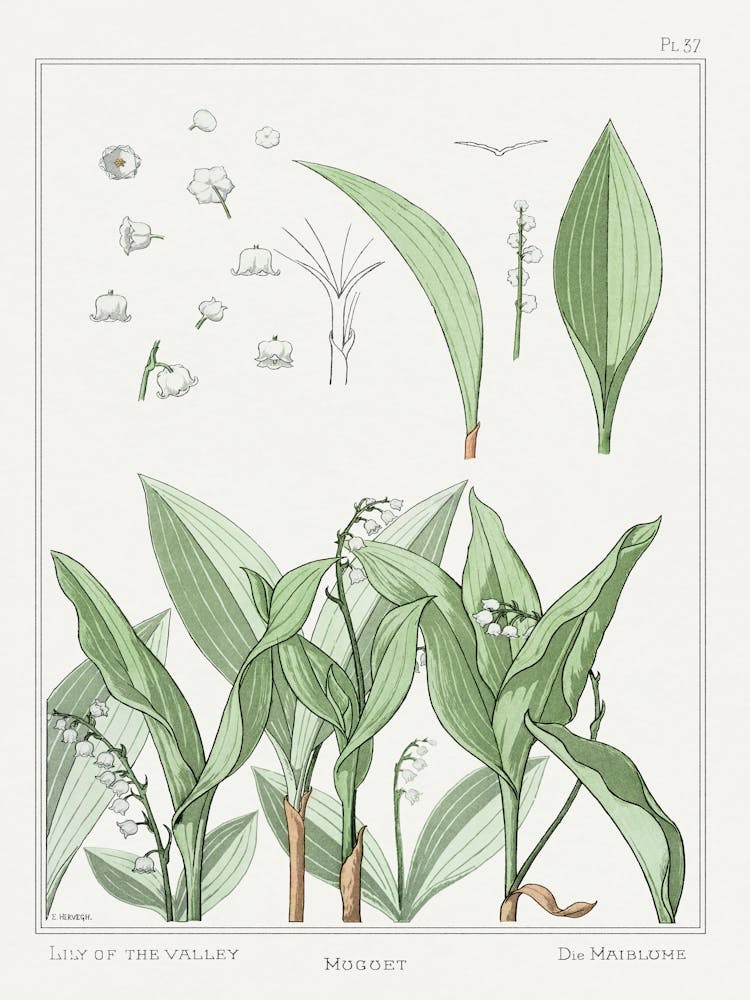 Maiglöckchen aus Die Pflanze und ihre ornamentalen Anwendungen (1896), Maurice Pillard Verneuil
