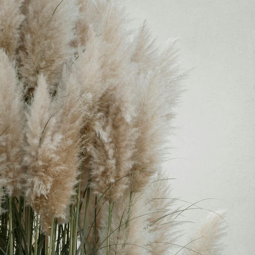 Pampas Grass Cloudy Heaven Square