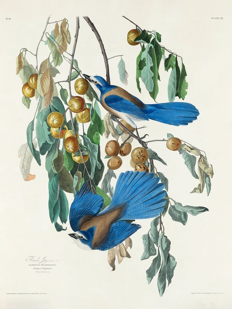 Loggerhead Shrike, Birds Of America, John James Audubon