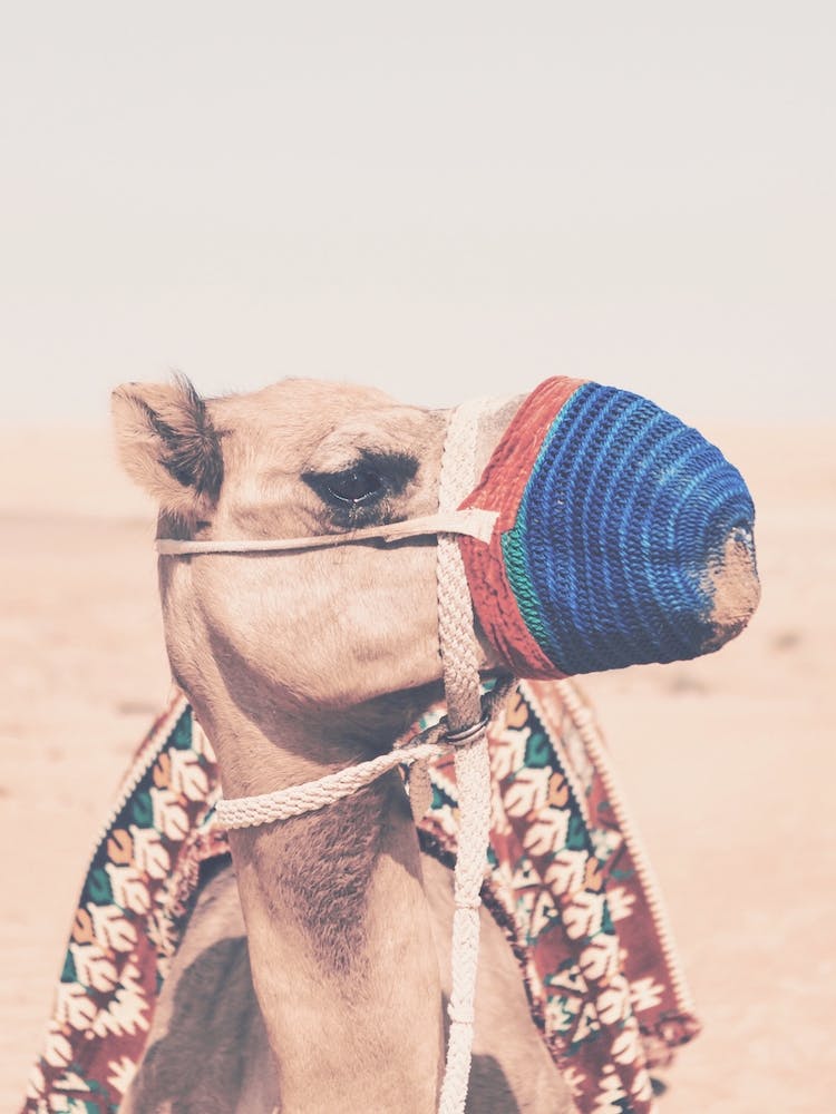 Camel In Desert