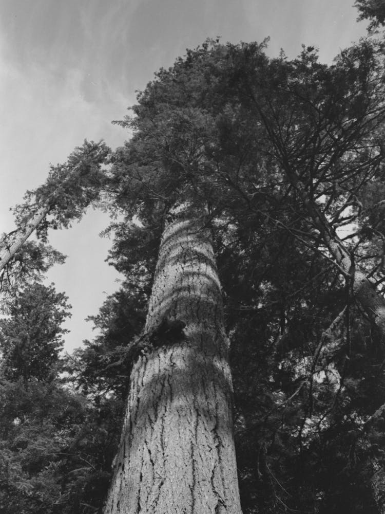 Fir Tree, Cowlitz County, Washington By Russell Lee