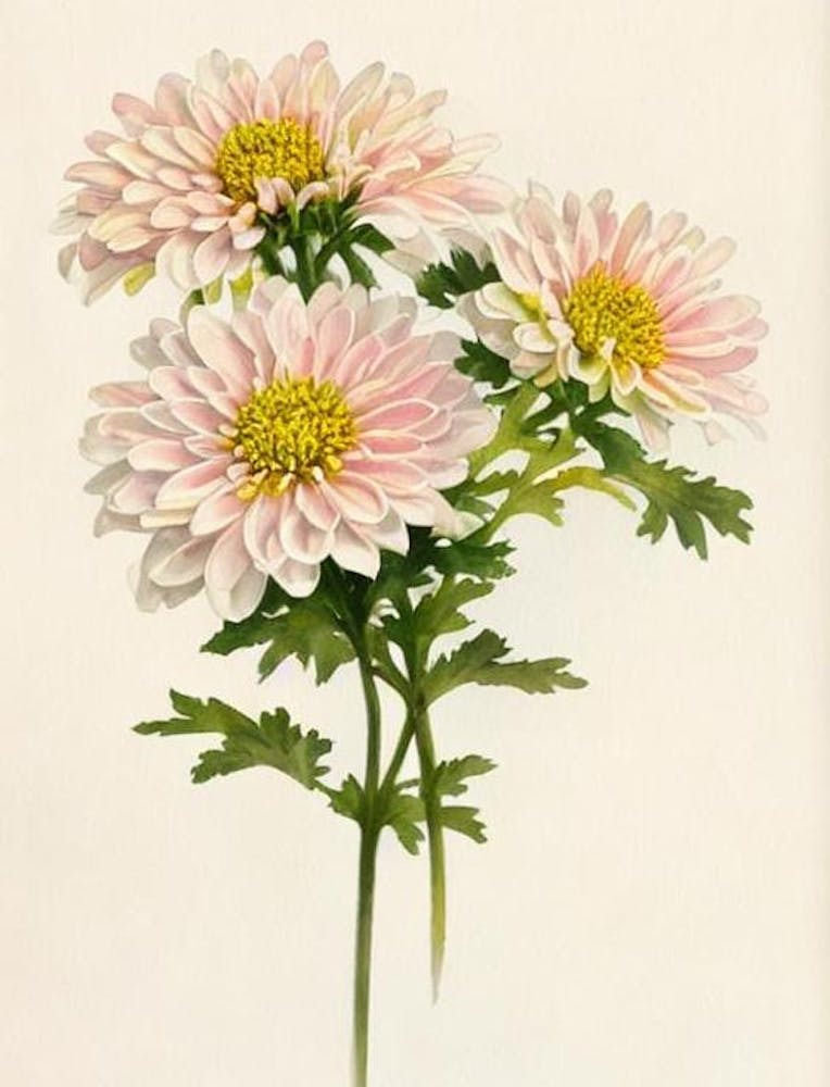 Chrysanthemums Vintage Flowers Flower