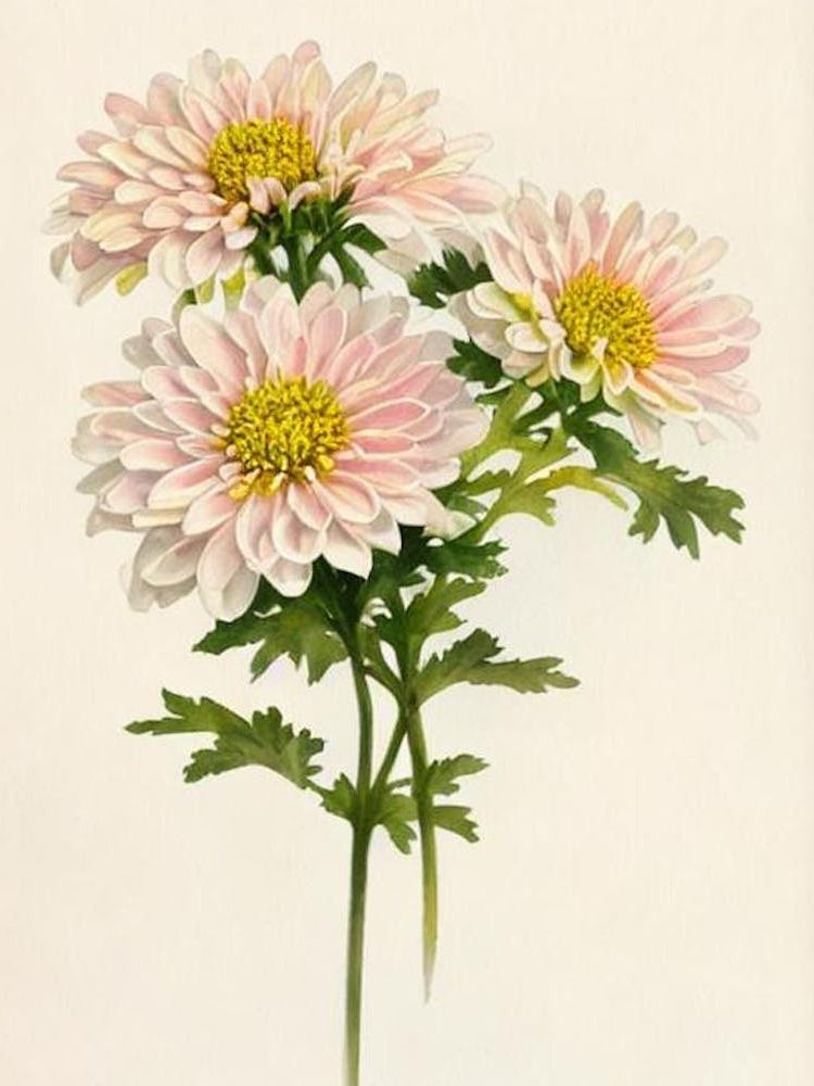 Chrysanthemums Vintage Flowers Flower