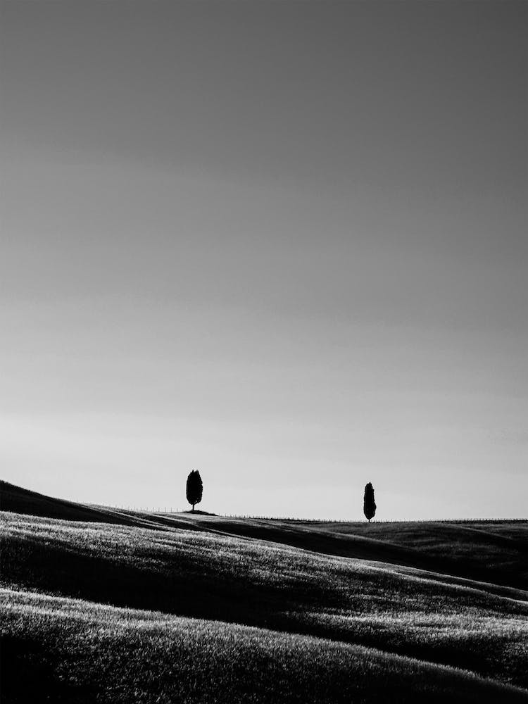 Italy Tuscany Hill Trees Bw