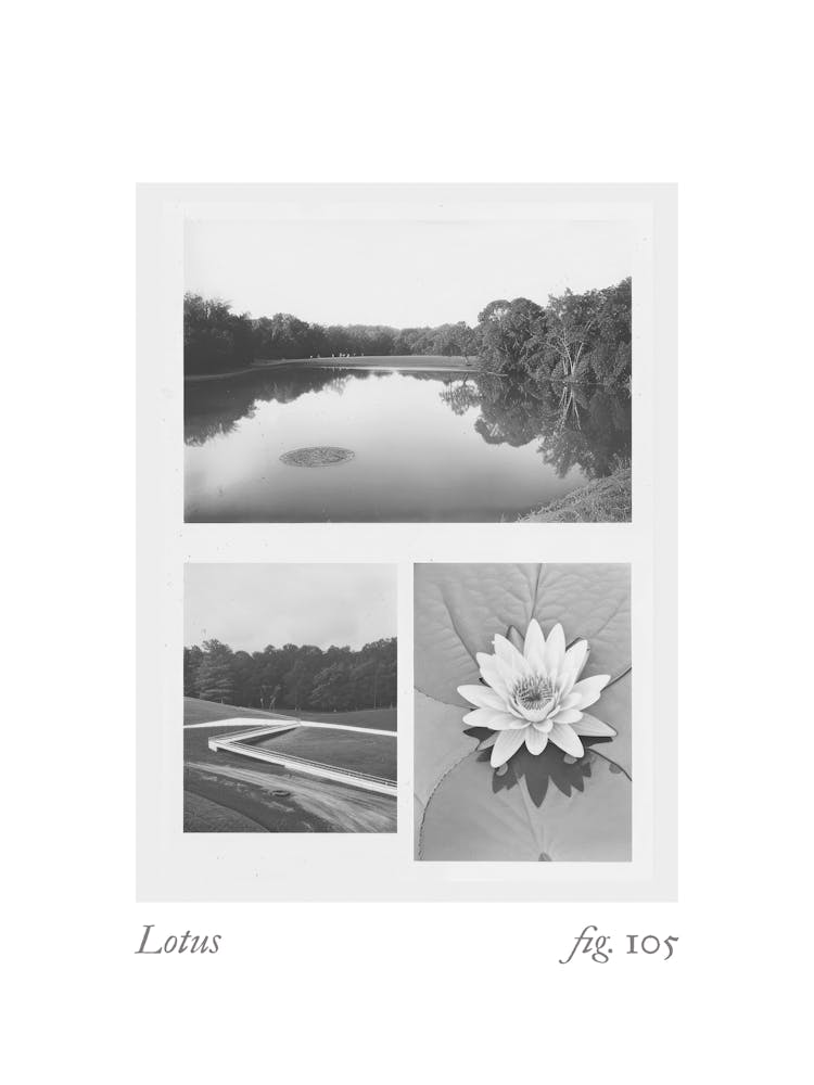Lotus Botanical Collage 3