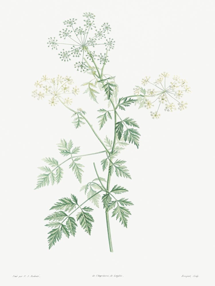 Hemlock from La Botanique de J. J. Rousseau, Pierre Joseph Redoute