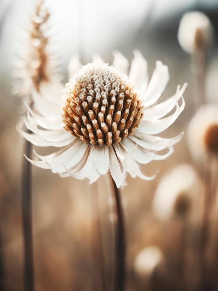 Pastel Mature Macro No 13