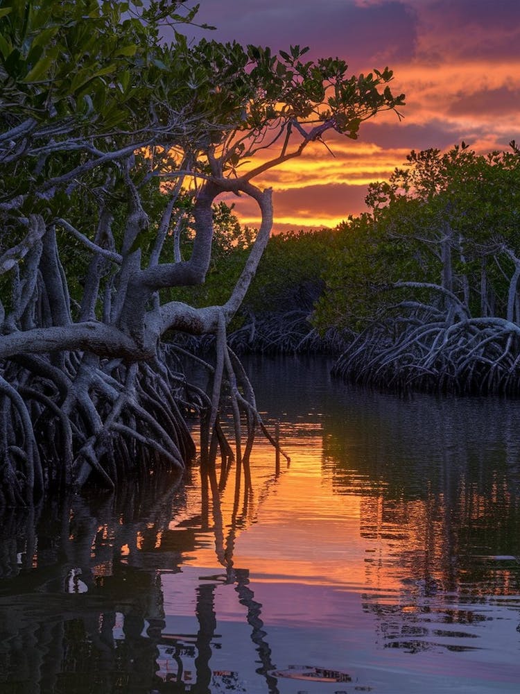 Sunset Over Mangroves