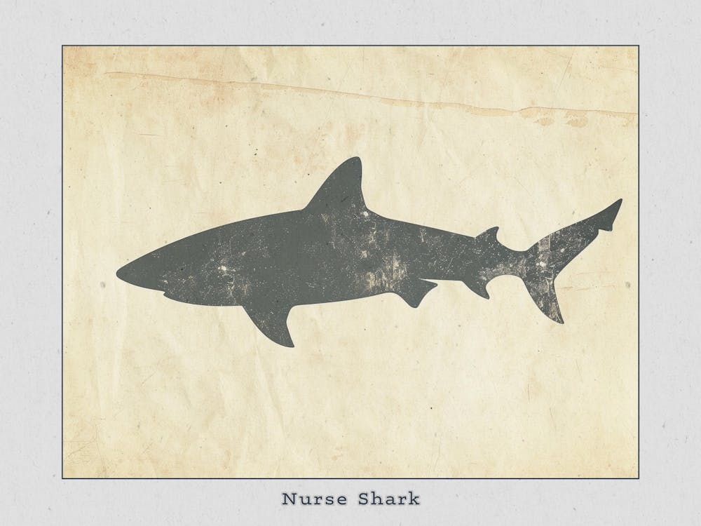 Nurse Shark Grey Silhouette 3 Poster