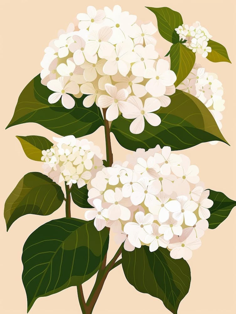 Hydrangea 13