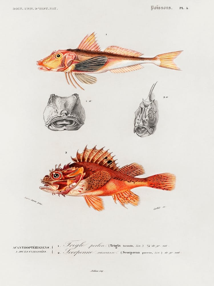 Different Types Of Fishes, Charles Dessalines D'Orbigny 2