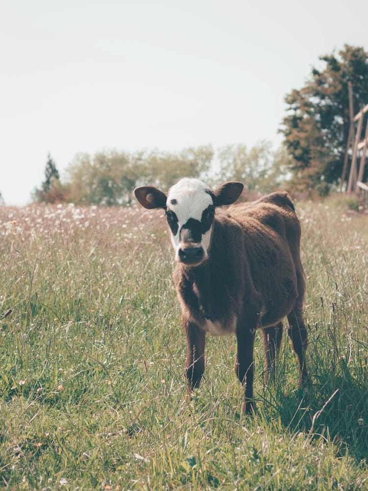 Baby Brown Cow