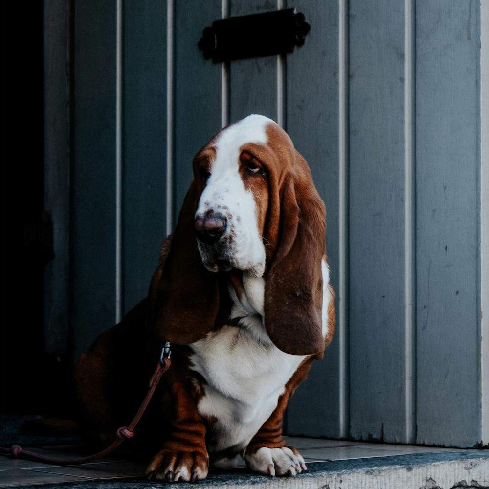 The Basset Hound Doorway Guard Dog Square