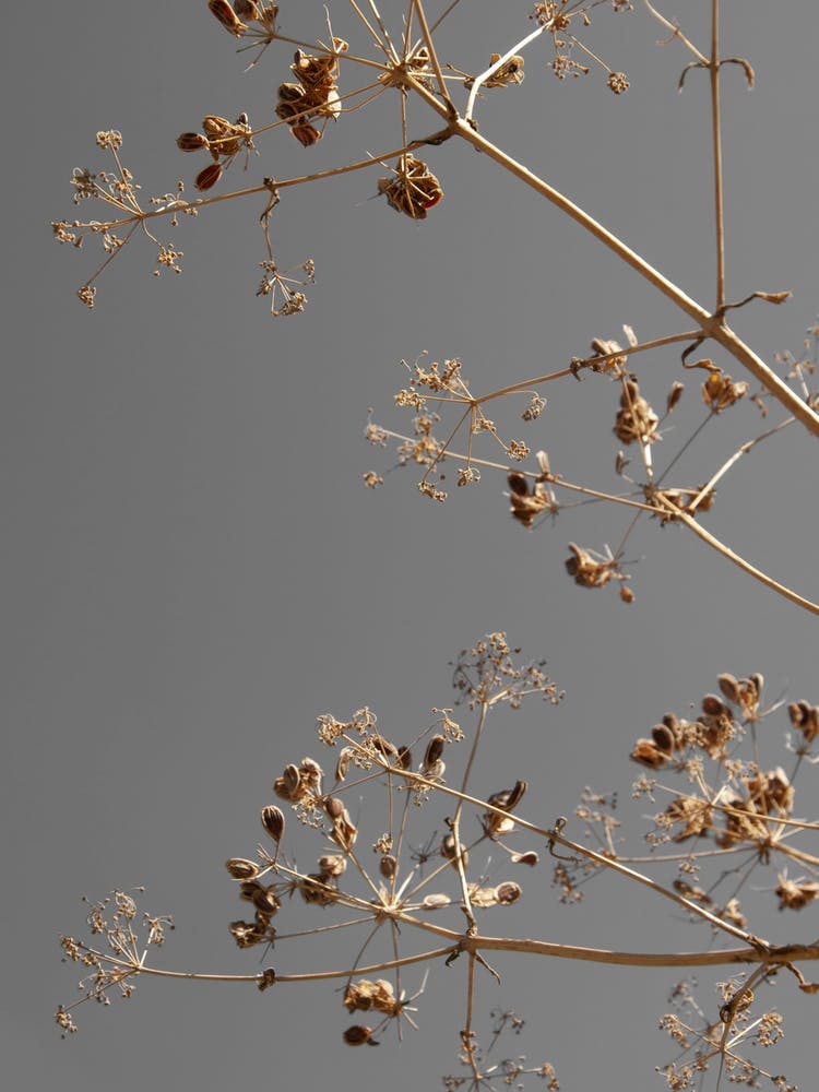 Sonnengestreichelte Äste   Greige Trockenblumen