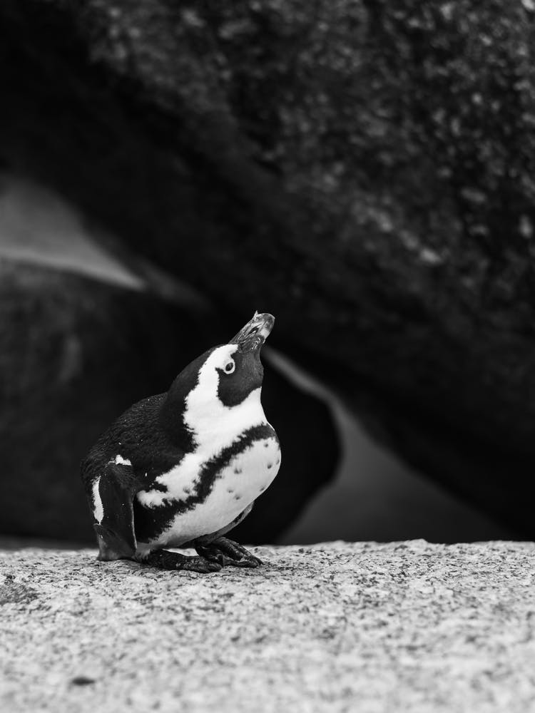 Cape Penguin