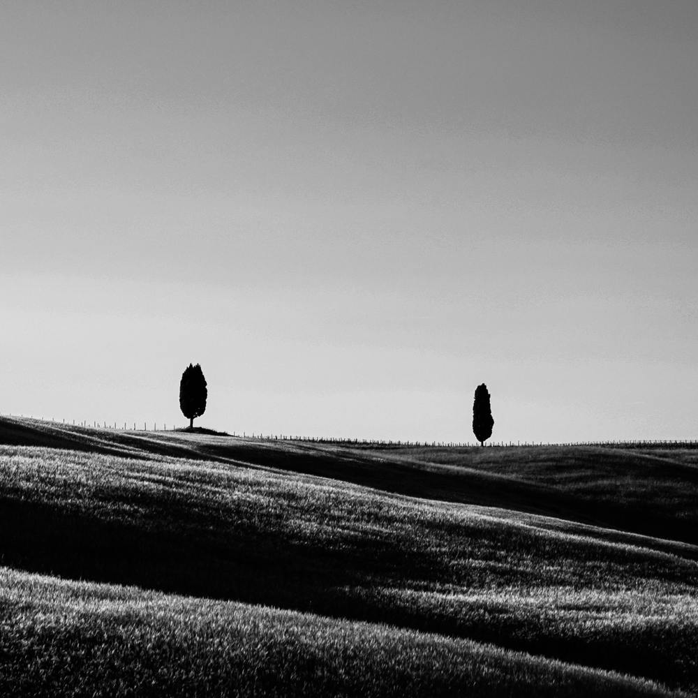 Italy Tuscany Hill Trees Bw Square