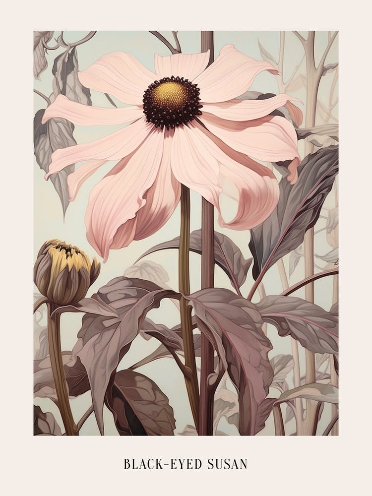 Floral Illustration Black Eyed Susan 3 Poster