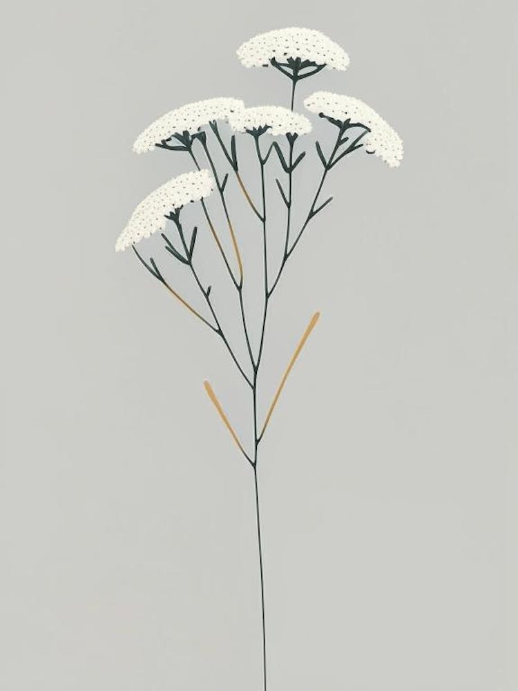 Yarrow Wildflower Simplicity
