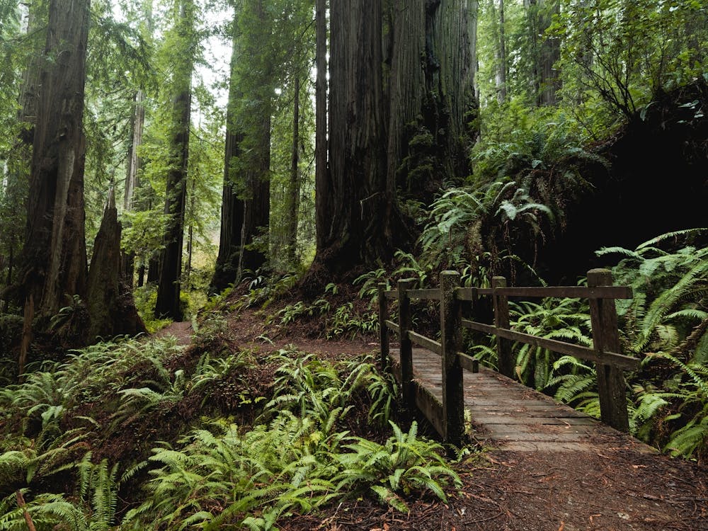 Redwood Forest Wanderlust Hike