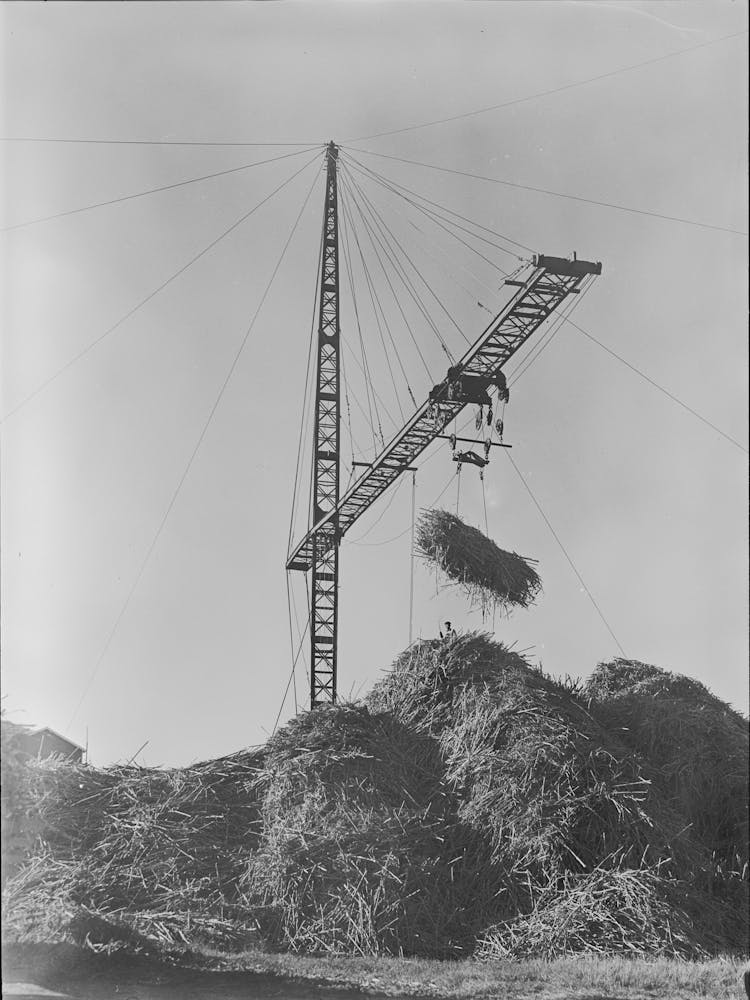 Untitled Photo, Possibly Related To Unloading Sugarcane From Special Trailer At Sugar Mill Near Jeanerette, Louisiana