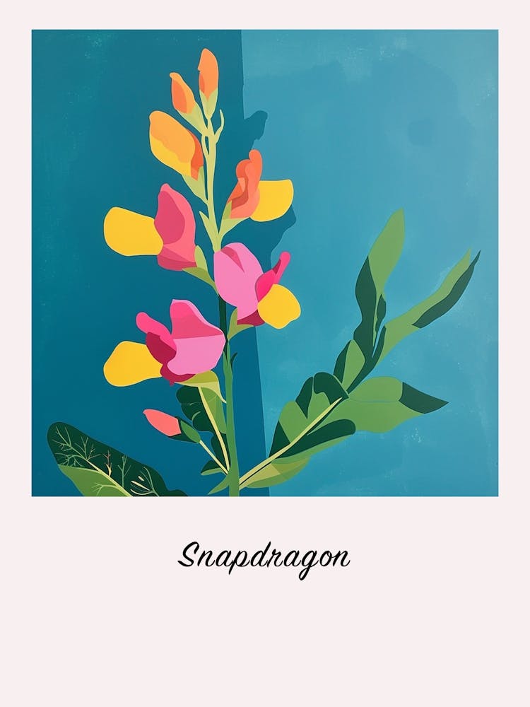 Snapdragon 3 Square Flower Illustration Poster
