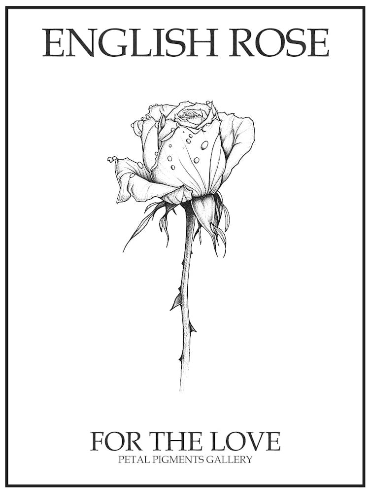 English Rose Black And White Line Drawing 26 Poster