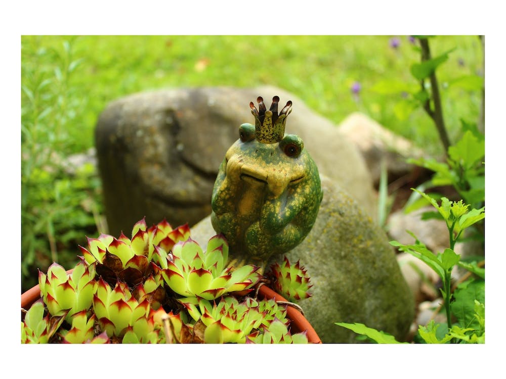 Frog