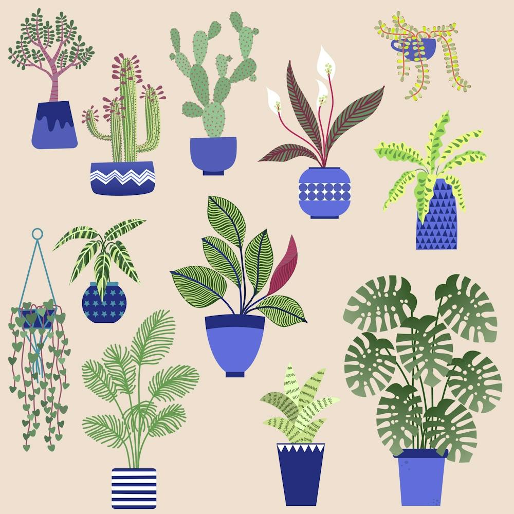 Potted House Plants Pink