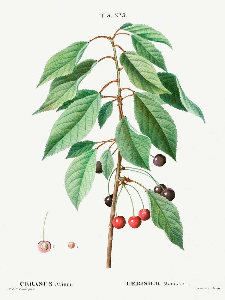 Wild Cherry, Pierre Joseph Redoute