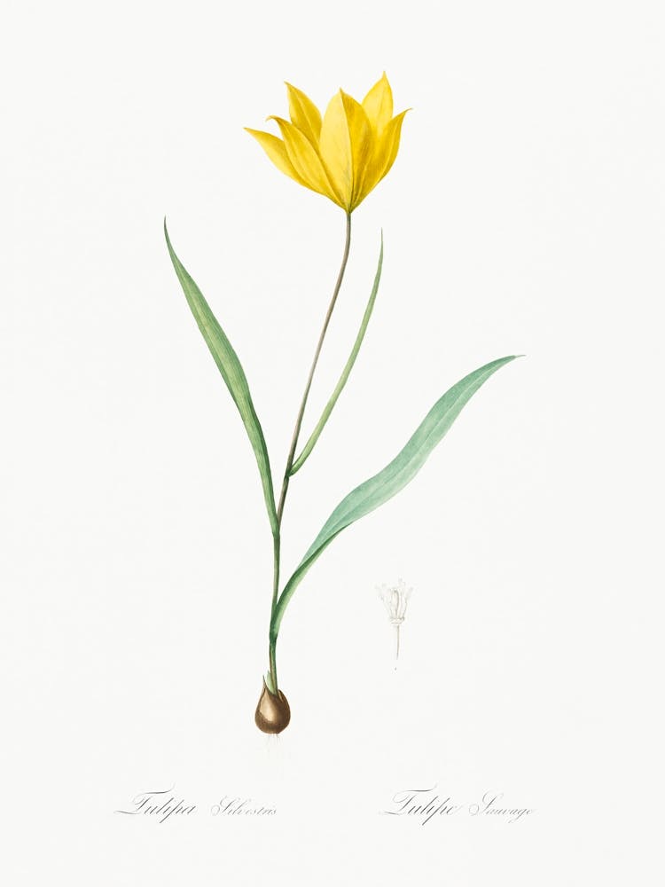 Tulipa Sylvestris Illustration From Les Liliacées (1805), Pierre Joseph Redoute