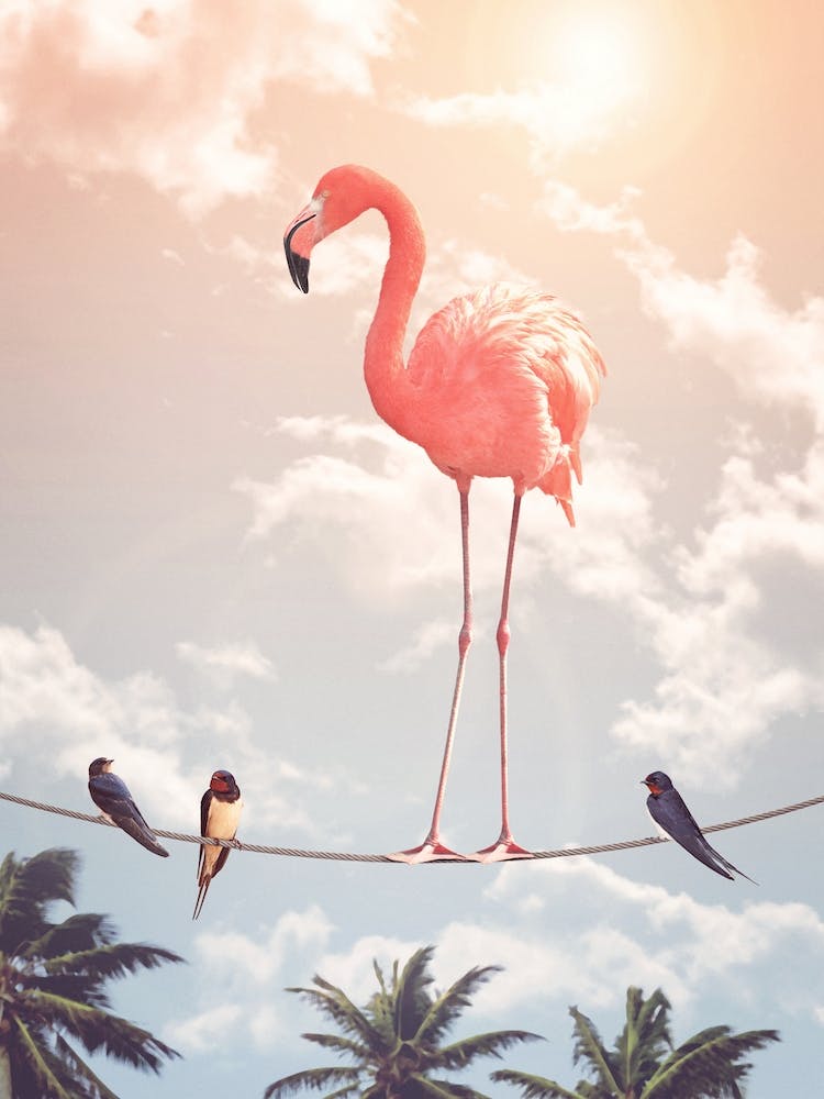 Flamingo & Friends