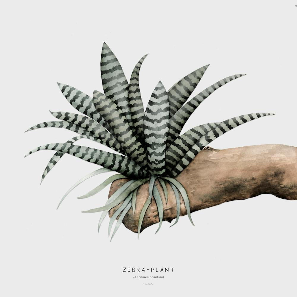 Zebra Plant Off White Square