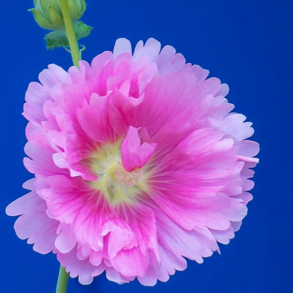 Hollyhock Flower