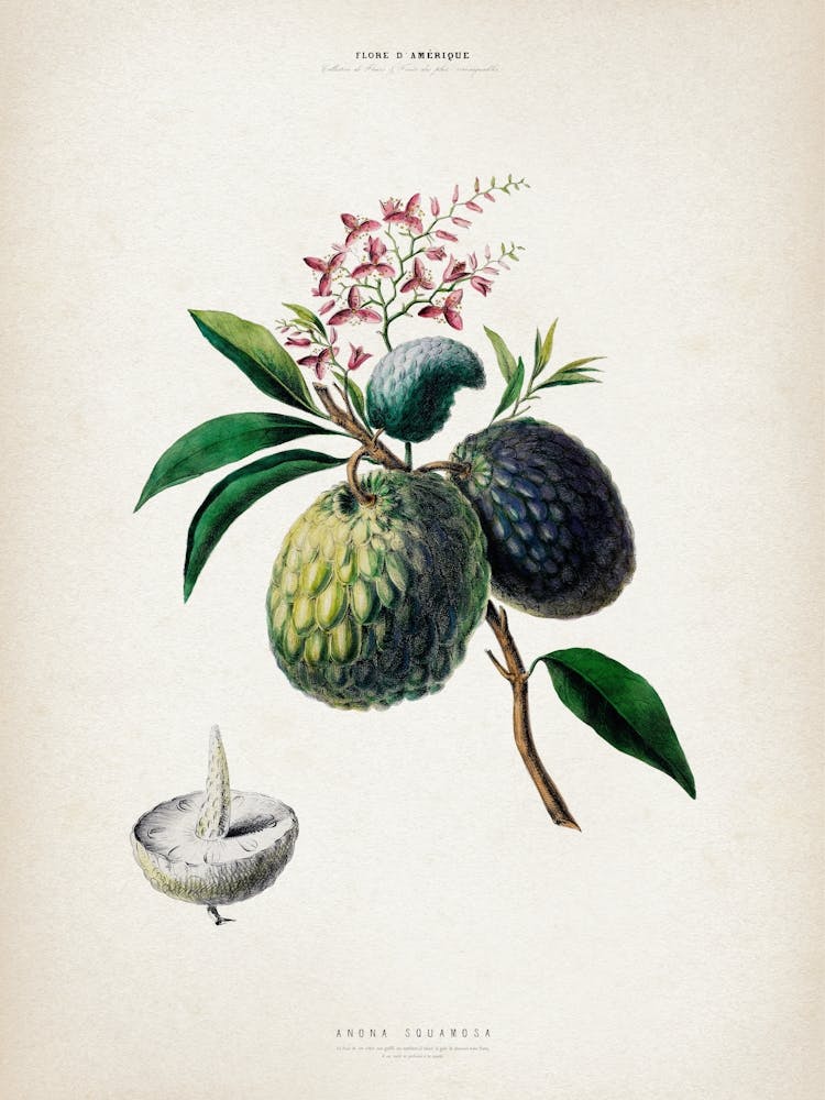 Vintage Denisse 3 Anona Squamosa